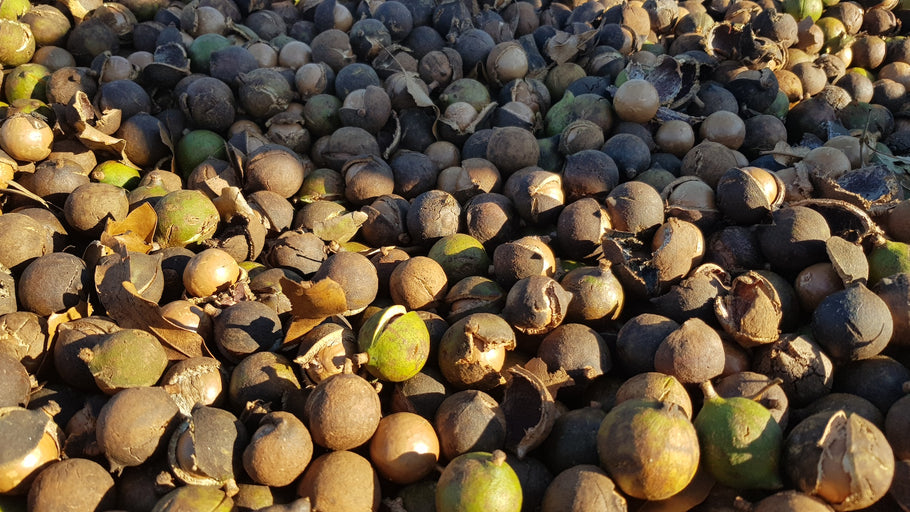 Early Season Nut Quality 